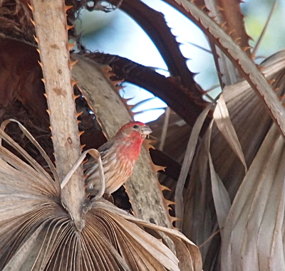 [This bird with red around its head and neck has a brown beak and a brown body in the rear. The brown of its body is similar to the brown palm fronds hanging from the lower part of this tree. The beak on this bird is thick and substantial.]